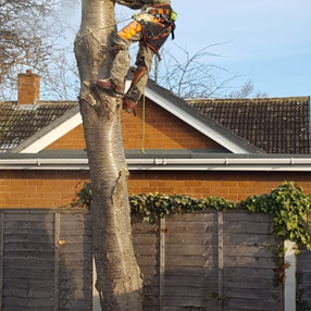 EARTH TREE SERVICES