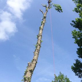 tree surgeon