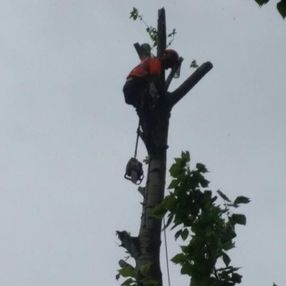 tree surgeon