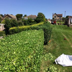 tree surgeon