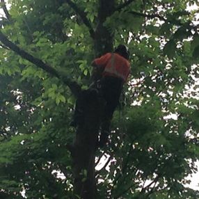 tree surgeon