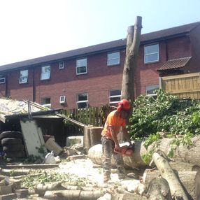 tree surgeon