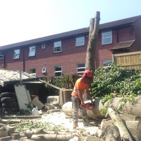 tree surgeon