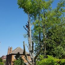 Earth Tree Services