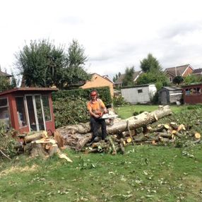 tree surgeon