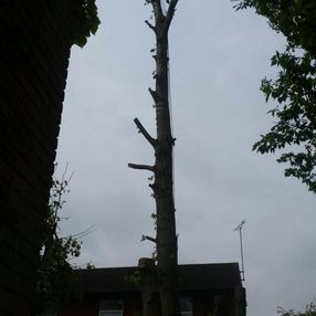 tree surgeon