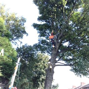 tree surgeon