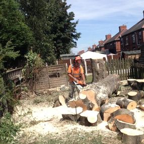 tree surgeon