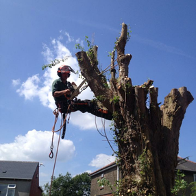 tree surgeon