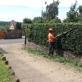 tree surgeon