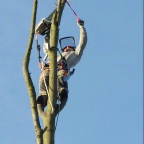 tree surgeon