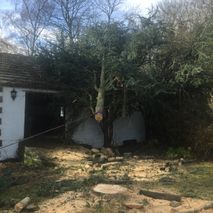 storm damaged tree dismantled and made safe