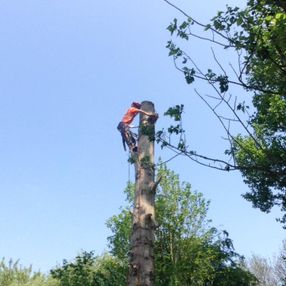 tree surgeon