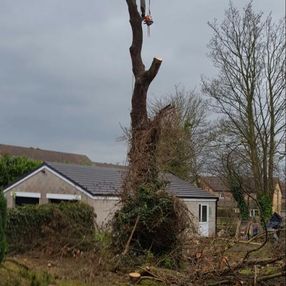 tree surgeon