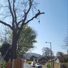 tree surgeon