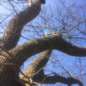 tree surgeon