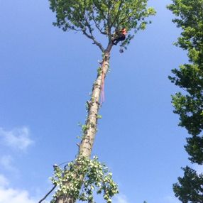 tree surgeon