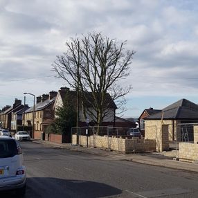 Large sycamore tree reduced in size