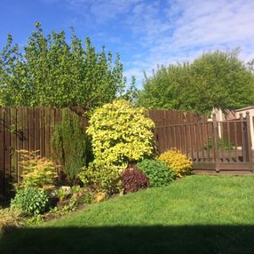 tree surgeon