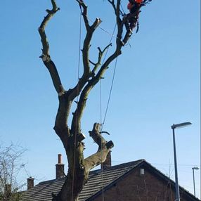 tree surgeon