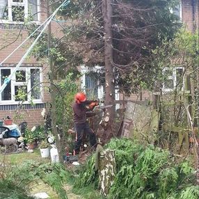 tree surgeon