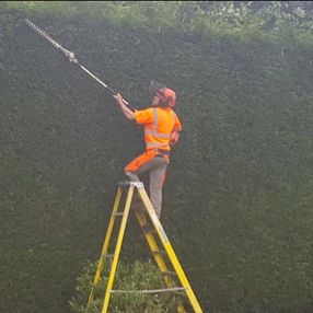 tree surgeon