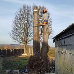 tree surgeon