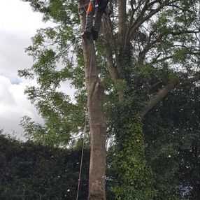 Earth Tree Services