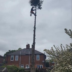 tree surgeon