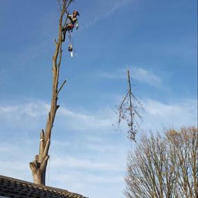 tree surgeon