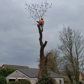 tree surgeon